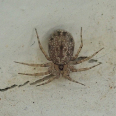 Oecobius sp. (genus) (Wall spider) at Cook, ACT - 20 Nov 2020 by CathB