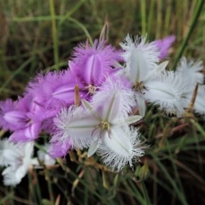 Thysanotus tuberosus subsp. tuberosus at Cook, ACT - 28 Nov 2020