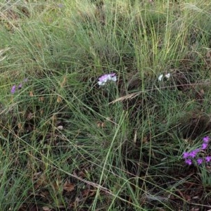 Thysanotus tuberosus subsp. tuberosus at Cook, ACT - 28 Nov 2020