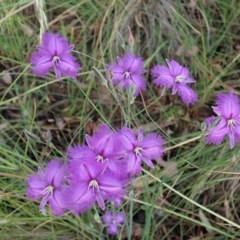 Thysanotus tuberosus subsp. tuberosus at Cook, ACT - 28 Nov 2020