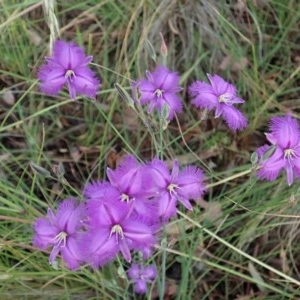 Thysanotus tuberosus subsp. tuberosus at Cook, ACT - 28 Nov 2020