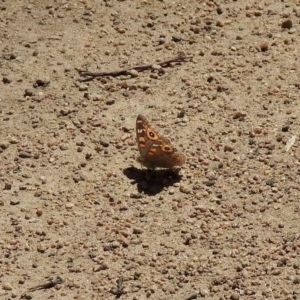 Junonia villida at Mount Clear, ACT - 26 Nov 2020 11:36 PM