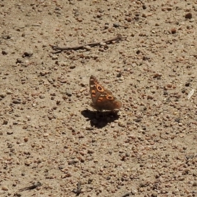 Junonia villida (Meadow Argus) at Mount Clear, ACT - 26 Nov 2020 by KMcCue