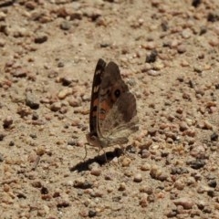 Junonia villida at Mount Clear, ACT - 26 Nov 2020 11:36 PM