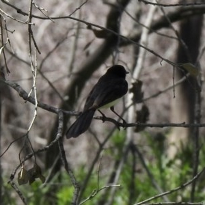 Rhipidura leucophrys at Mount Clear, ACT - 26 Nov 2020