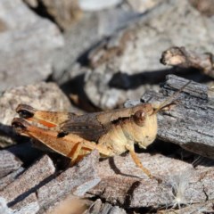 Phaulacridium vittatum (Wingless Grasshopper) at O'Connor, ACT - 26 Nov 2020 by ConBoekel