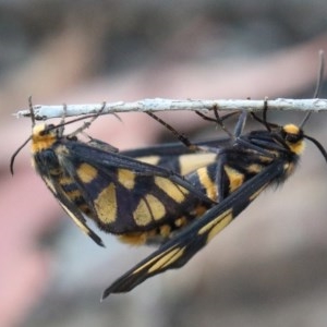 Amata (genus) at O'Connor, ACT - 26 Nov 2020