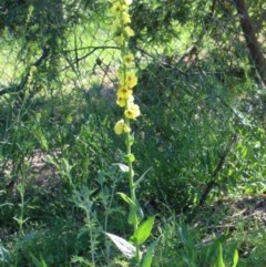 Verbascum virgatum (Green Mullein) at O'Connor, ACT - 26 Nov 2020 by ConBoekel