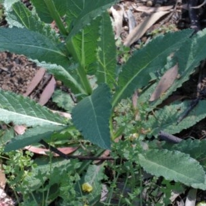 Verbascum virgatum at O'Connor, ACT - 26 Nov 2020