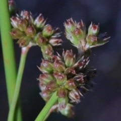 Juncus vaginatus (Clustered Rush) at O'Connor, ACT - 26 Nov 2020 by ConBoekel