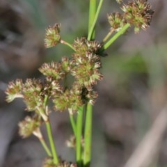 Juncus vaginatus at O'Connor, ACT - 26 Nov 2020 09:26 PM