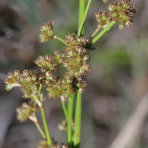 Juncus vaginatus at O'Connor, ACT - 26 Nov 2020 09:26 PM