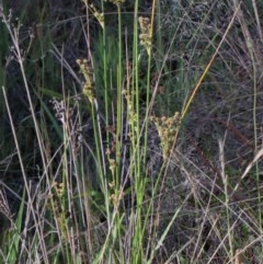 Juncus vaginatus at O'Connor, ACT - 26 Nov 2020 09:26 PM