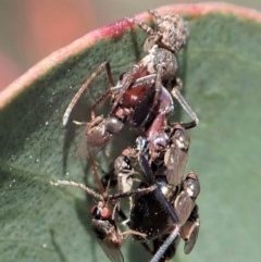 Milichiidae (family) (Freeloader fly) at Aranda Bushland - 18 Nov 2020 by CathB