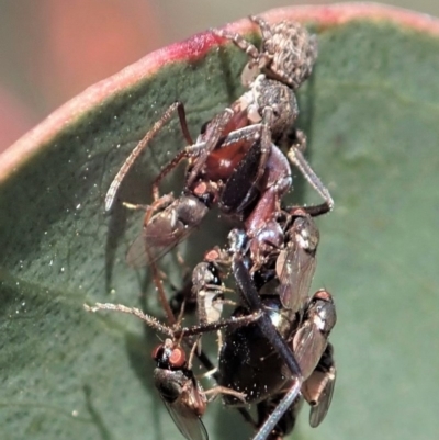 Milichiidae (family) (Freeloader fly) at Holt, ACT - 19 Nov 2020 by CathB