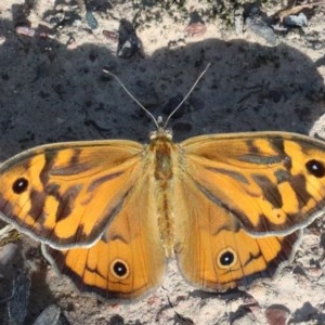 Heteronympha merope at O'Connor, ACT - 26 Nov 2020