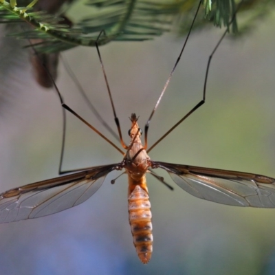 Leptotarsus (Macromastix) costalis (Common Brown Crane Fly) at O'Connor, ACT - 26 Nov 2020 by ConBoekel