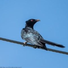 Eudynamys orientalis (Pacific Koel) at Macgregor, ACT - 28 Nov 2020 by Roger