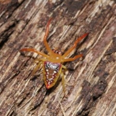 Arkys walckenaeri (Triangle spider) at Acton, ACT - 29 Nov 2020 by TimL