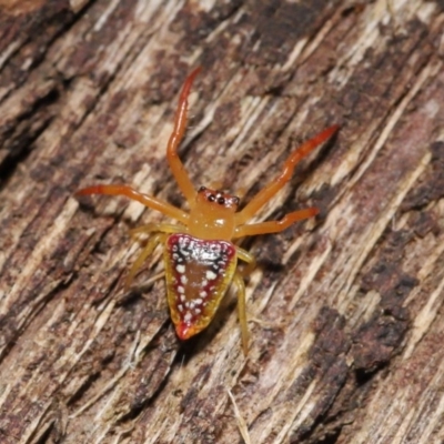 Arkys walckenaeri (Triangle spider) at ANBG - 28 Nov 2020 by TimL