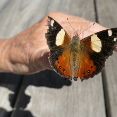 Vanessa itea (Yellow Admiral) at Cotter River, ACT - 14 Nov 2020 by jmcleod