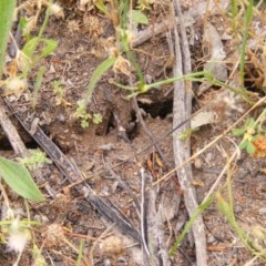 Papyrius nitidus (Shining Coconut Ant) at Symonston, ACT - 25 Nov 2020 by MichaelMulvaney