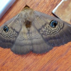 Dasypodia selenophora (Southern old lady moth) at Yass River, NSW - 27 Nov 2020 by SenexRugosus