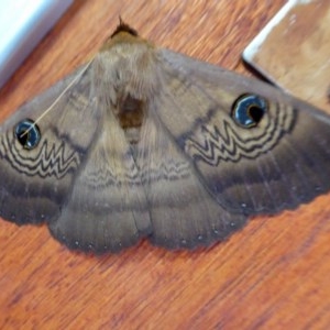 Dasypodia selenophora at Yass River, NSW - 28 Nov 2020