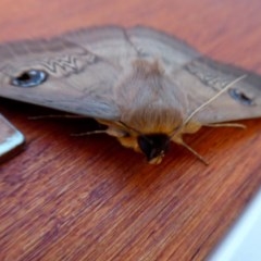 Dasypodia selenophora at Yass River, NSW - 28 Nov 2020