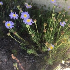 Brachyscome rigidula (Hairy Cut-leaf Daisy) at Delegate, NSW - 28 Nov 2020 by BlackFlat