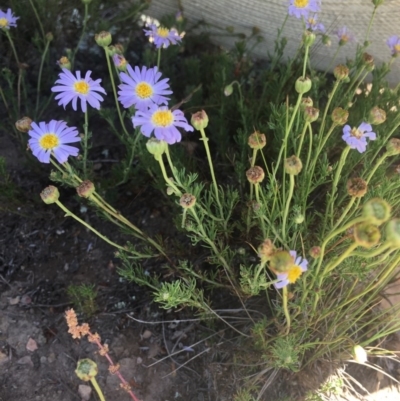 Brachyscome rigidula (Hairy Cut-leaf Daisy) at Delegate, NSW - 28 Nov 2020 by BlackFlat