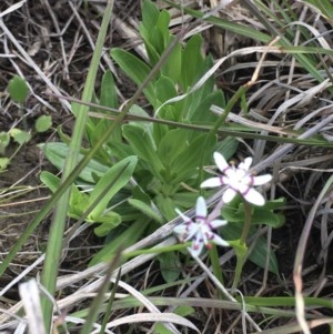 Wurmbea dioica subsp. dioica at Delegate, NSW - 1 Nov 2020