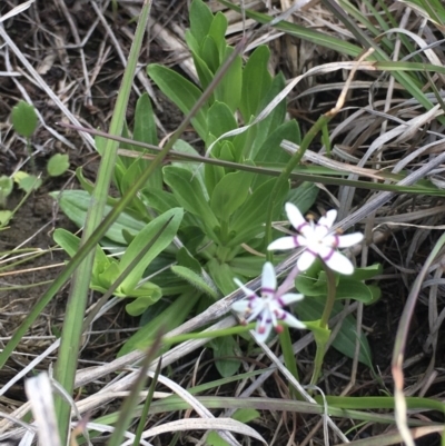 Wurmbea dioica subsp. dioica (Early Nancy) at Delegate, NSW - 1 Nov 2020 by BlackFlat