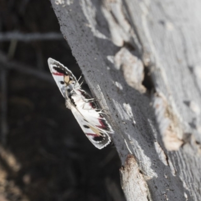 Crypsiphona ocultaria (Red-lined Looper Moth) at Scullin, ACT - 28 Nov 2020 by AlisonMilton