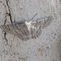 Crypsiphona ocultaria at Scullin, ACT - 28 Nov 2020