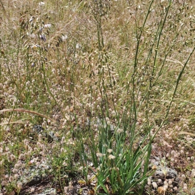 Dianella sp. aff. longifolia (Benambra) (Pale Flax Lily, Blue Flax Lily) at Wandiyali-Environa Conservation Area - 26 Nov 2020 by RobSpeirs