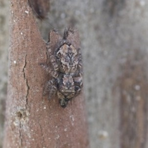 Servaea sp. (genus) at Scullin, ACT - 28 Nov 2020