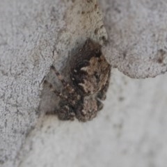 Servaea sp. (genus) at Scullin, ACT - 28 Nov 2020