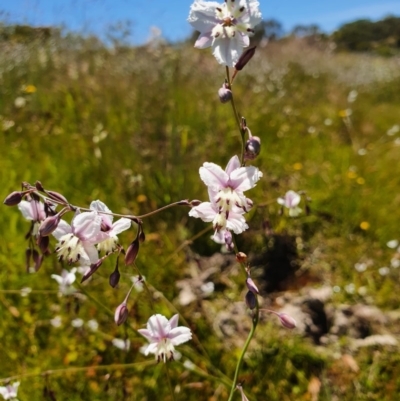 Arthropodium milleflorum (Vanilla Lily) at Wandiyali-Environa Conservation Area - 26 Nov 2020 by RobSpeirs