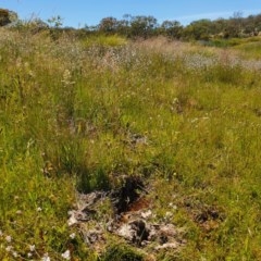 Arthropodium milleflorum at Googong, NSW - 27 Nov 2020