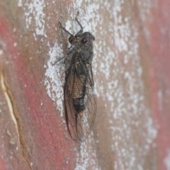 Yoyetta australicta (Southern Ticking Ambertail) at Scullin, ACT - 28 Nov 2020 by AlisonMilton