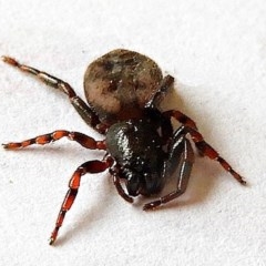 Trachycosmus sculptilis (Not-flat Trochanteriid Spider) at Crooked Corner, NSW - 28 Nov 2020 by Milly