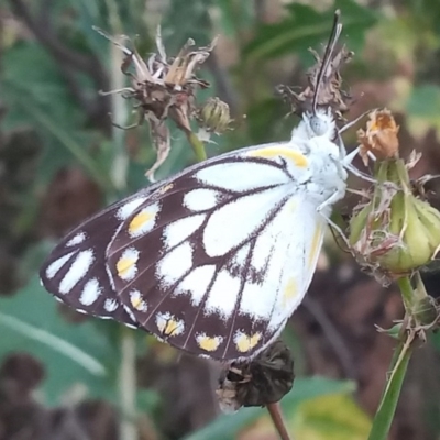 Belenois java (Caper White) at Paddys River, ACT - 28 Nov 2020 by MichaelBedingfield