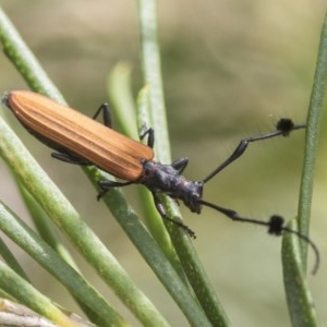 Tropis sp. (genus) at Scullin, ACT - 28 Nov 2020