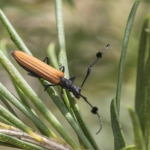 Tropis sp. (genus) at Scullin, ACT - 28 Nov 2020