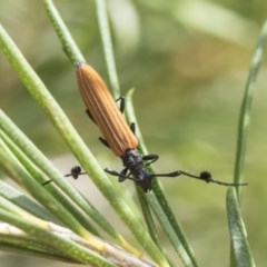 Tropis sp. (genus) at Scullin, ACT - 28 Nov 2020