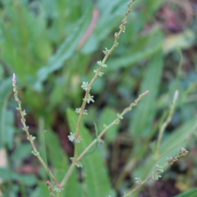 Rumex brownii (Slender Dock) at Hughes, ACT - 23 Nov 2020 by JackyF