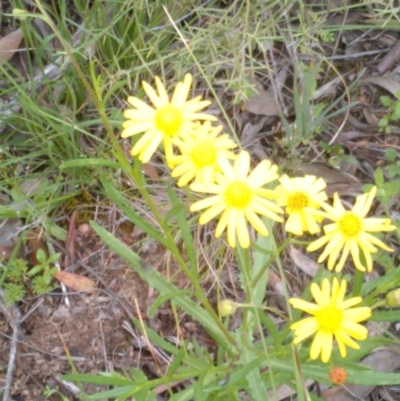 Senecio madagascariensis (Madagascan Fireweed, Fireweed) at Mulligans Flat - 13 Oct 2020 by abread111