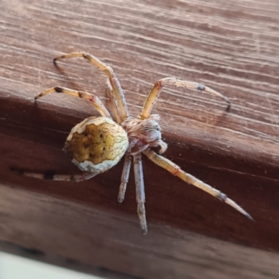 Araneinae (subfamily) (Orb weaver) at Denman Prospect, ACT - 25 Nov 2020 by AaronClausen