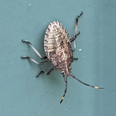 Pentatomoidea (superfamily) (Unidentified Shield or Stink bug) at Hughes, ACT - 23 Nov 2020 by JackyF